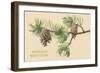 Pine Cones and Boughs-null-Framed Art Print