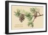 Pine Cones and Boughs-null-Framed Art Print