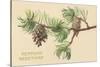 Pine Cones and Boughs-null-Stretched Canvas