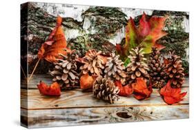 Pine Cones for Fall-Philippe Sainte-Laudy-Stretched Canvas