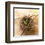 Pine Cones In Nest-Glen and Gayle Wans-Framed Giclee Print
