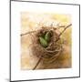 Pine Cones In Nest-Glen and Gayle Wans-Mounted Giclee Print
