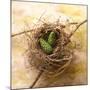 Pine Cones In Nest-Glen and Gayle Wans-Mounted Giclee Print