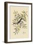 Pine Creeper-Mark Catesby-Framed Art Print