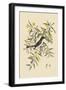 Pine Creeper-Mark Catesby-Framed Art Print