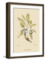 Pine Creeper-Mark Catesby-Framed Art Print