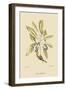 Pine Creeper-Mark Catesby-Framed Art Print