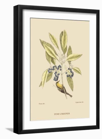 Pine Creeper-Mark Catesby-Framed Art Print