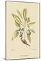 Pine Creeper-Mark Catesby-Mounted Art Print