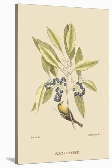 Pine Creeper-Mark Catesby-Stretched Canvas