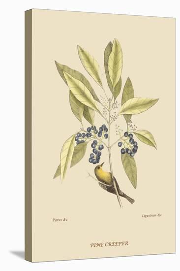 Pine Creeper-Mark Catesby-Stretched Canvas