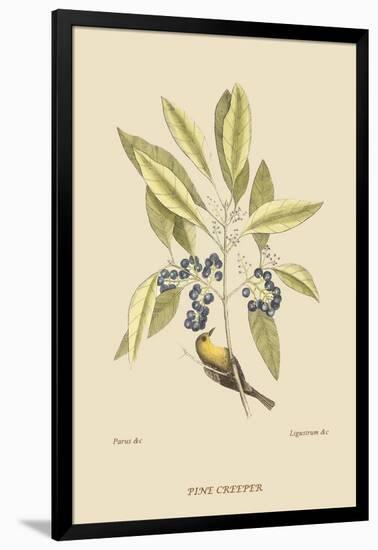 Pine Creeper-Mark Catesby-Framed Art Print