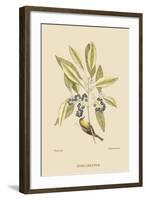 Pine Creeper-Mark Catesby-Framed Art Print