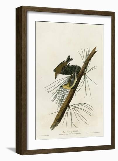 Pine Creeping Warbler-null-Framed Giclee Print