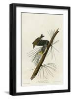 Pine Creeping Warbler-null-Framed Giclee Print