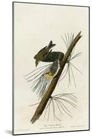 Pine Creeping Warbler-null-Mounted Giclee Print