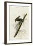 Pine Creeping Warbler-null-Framed Giclee Print