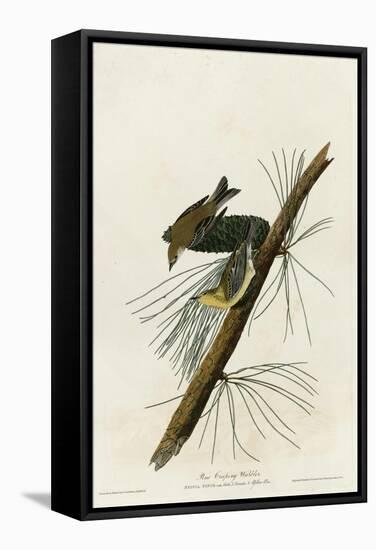 Pine Creeping Warbler-null-Framed Stretched Canvas