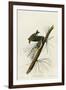 Pine Creeping Warbler-null-Framed Giclee Print