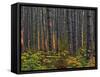 Pine Demonstration Stand, Itasca State Park, Minnesota, USA-Peter Hawkins-Framed Stretched Canvas