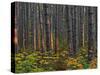 Pine Demonstration Stand, Itasca State Park, Minnesota, USA-Peter Hawkins-Stretched Canvas