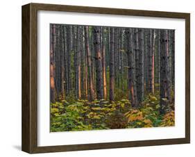 Pine Demonstration Stand, Itasca State Park, Minnesota, USA-Peter Hawkins-Framed Premium Photographic Print