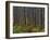 Pine Demonstration Stand, Itasca State Park, Minnesota, USA-Peter Hawkins-Framed Premium Photographic Print