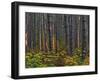 Pine Demonstration Stand, Itasca State Park, Minnesota, USA-Peter Hawkins-Framed Premium Photographic Print
