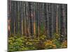 Pine Demonstration Stand, Itasca State Park, Minnesota, USA-Peter Hawkins-Mounted Premium Photographic Print