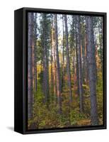 Pine Demonstration Stand, Itasca State Park, Minnesota, USA-Peter Hawkins-Framed Stretched Canvas