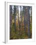 Pine Demonstration Stand, Itasca State Park, Minnesota, USA-Peter Hawkins-Framed Premium Photographic Print