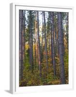 Pine Demonstration Stand, Itasca State Park, Minnesota, USA-Peter Hawkins-Framed Premium Photographic Print