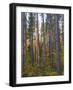 Pine Demonstration Stand, Itasca State Park, Minnesota, USA-Peter Hawkins-Framed Photographic Print