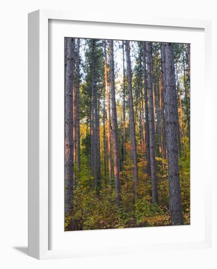 Pine Demonstration Stand, Itasca State Park, Minnesota, USA-Peter Hawkins-Framed Photographic Print