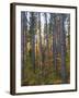 Pine Demonstration Stand, Itasca State Park, Minnesota, USA-Peter Hawkins-Framed Photographic Print