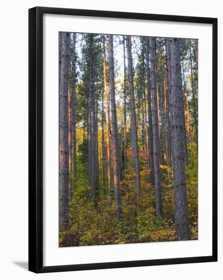 Pine Demonstration Stand, Itasca State Park, Minnesota, USA-Peter Hawkins-Framed Photographic Print