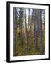 Pine Demonstration Stand, Itasca State Park, Minnesota, USA-Peter Hawkins-Framed Photographic Print