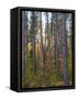 Pine Demonstration Stand, Itasca State Park, Minnesota, USA-Peter Hawkins-Framed Stretched Canvas