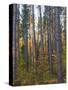 Pine Demonstration Stand, Itasca State Park, Minnesota, USA-Peter Hawkins-Stretched Canvas