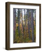 Pine Demonstration Stand, Itasca State Park, Minnesota, USA-Peter Hawkins-Framed Photographic Print