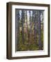 Pine Demonstration Stand, Itasca State Park, Minnesota, USA-Peter Hawkins-Framed Photographic Print