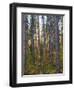 Pine Demonstration Stand, Itasca State Park, Minnesota, USA-Peter Hawkins-Framed Photographic Print