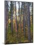 Pine Demonstration Stand, Itasca State Park, Minnesota, USA-Peter Hawkins-Mounted Photographic Print