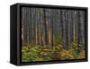 Pine Demonstration Stand, Itasca State Park, Minnesota, USA-Peter Hawkins-Framed Stretched Canvas