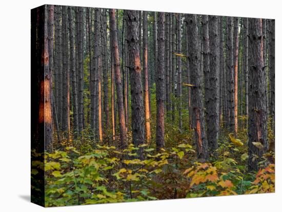 Pine Demonstration Stand, Itasca State Park, Minnesota, USA-Peter Hawkins-Stretched Canvas