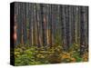 Pine Demonstration Stand, Itasca State Park, Minnesota, USA-Peter Hawkins-Stretched Canvas