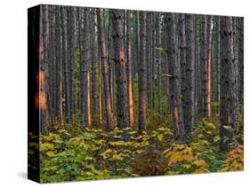 Pine Demonstration Stand, Itasca State Park, Minnesota, USA-Peter Hawkins-Stretched Canvas