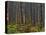 Pine Demonstration Stand, Itasca State Park, Minnesota, USA-Peter Hawkins-Stretched Canvas