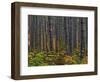 Pine Demonstration Stand, Itasca State Park, Minnesota, USA-Peter Hawkins-Framed Photographic Print