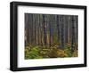 Pine Demonstration Stand, Itasca State Park, Minnesota, USA-Peter Hawkins-Framed Photographic Print